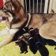 Northern Inuit Dog Puppies for sale in West Chester, PA, USA. price: NA
