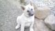 Norwegian Buhund Puppies for sale in Goldendale, WA 98620, USA. price: NA