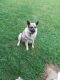 Norwegian Elkhound Puppies for sale in Harmony, MN 55939, USA. price: NA