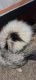 Norwegian Elkhound Puppies for sale in Campobello, SC 29322, USA. price: $1,000