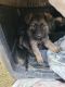 Norwegian Elkhound Puppies for sale in Wausau, WI, USA. price: $350