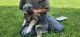Norwegian Elkhound Puppies for sale in Newcomerstown, OH 43832, USA. price: $250