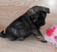 Norwegian Elkhound Puppies for sale in 102 W South St, Avon, IL 61415, USA. price: $800