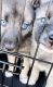 Norwegian Elkhound Puppies