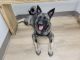 Norwegian Elkhound Puppies for sale in Harrisonburg, VA 22801, USA. price: $600