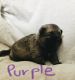 Norwegian Elkhound Puppies for sale in Casper, WY, USA. price: NA