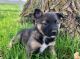 Norwegian Elkhound Puppies for sale in St Ignatius, MT 59865, USA. price: NA