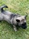 Norwegian Elkhound Puppies for sale in Ashtabula, OH 44004, USA. price: NA