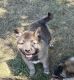 Norwegian Elkhound Puppies for sale in Amboy, WA, USA. price: NA