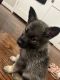 Norwegian Elkhound Puppies for sale in Fayetteville, NC, USA. price: NA