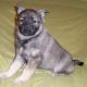 Norwegian Elkhound Puppies for sale in Canton, OH, USA. price: NA