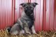Norwegian Elkhound Puppies for sale in Canton, OH, USA. price: $350