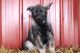 Norwegian Elkhound Puppies for sale in Canton, OH, USA. price: $350