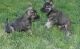Norwegian Elkhound Puppies for sale in TX-121, Blue Ridge, TX 75424, USA. price: NA