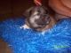 Norwegian Elkhound Puppies for sale in Jackson Center, PA 16133, USA. price: NA