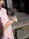 Norwegian Elkhound Puppies for sale in Branchport, NY 14418, USA. price: NA