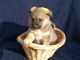 Norwegian Elkhound Puppies for sale in Shelby, OH 44875, USA. price: NA
