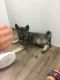 Norwegian Elkhound Puppies for sale in Lynnwood, WA, USA. price: NA