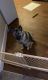 Norwegian Elkhound Puppies for sale in Colorado Springs, CO, USA. price: NA