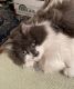 Norwegian Forest Cat Cats for sale in Meadville, PA 16335, USA. price: NA