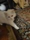 Norwegian Forest Cat Cats for sale in Fairfield, CA 94534, USA. price: $500