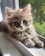 Norwegian Forest Cat Cats for sale in Aberdeen, MD, USA. price: NA