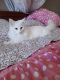 Norwegian Forest Cat Cats for sale in 9670 Stonecastle Ln, Village of Lakewood, IL 60014, USA. price: $800