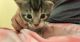 Norwegian Forest Cat Cats for sale in Far Rockaway, NY 11691, USA. price: $200