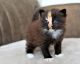 Norwegian Forest Cat Cats for sale in Daytona Beach, FL, USA. price: $700