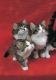 Norwegian Forest Cat Cats for sale in Daytona Beach, FL, USA. price: $800