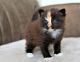 Norwegian Forest Cat Cats for sale in Florida A1A, Miami Beach, FL, USA. price: $700