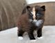 Norwegian Forest Cat Cats for sale in Orlando, FL, USA. price: $700