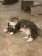 Norwegian Forest Cat Cats for sale in Alliance, OH 44601, USA. price: NA