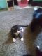 Norwegian Forest Cat Cats for sale in Antioch, CA 94509, USA. price: $50