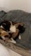 Norwegian Forest Cat Cats for sale in 17025 Lovaca Dr, Peyton, CO 80831, USA. price: NA