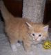 Norwegian Forest Cat Cats for sale in Arpin, WI 54410, USA. price: $1,500
