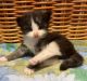 Norwegian Forest Cat Cats for sale in Arpin, WI 54410, USA. price: $1,800