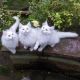 Norwegian Forest Cat Cats