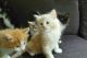 Norwegian Forest Cat Cats for sale in Indianapolis, IN, USA. price: NA
