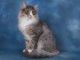 Norwegian Forest Cat Cats for sale in Bakersfield, CA, USA. price: NA