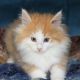 Norwegian Forest Cat Cats for sale in Oklahoma City, OK, USA. price: NA