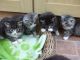 Norwegian Forest Cat Cats for sale in New York, NY, USA. price: $400
