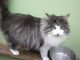 Norwegian Forest Cat Cats for sale in St Paul, MN, USA. price: NA