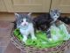 Norwegian Forest Cat Cats for sale in Springfield, IL, USA. price: $300