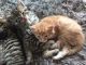 Norwegian Forest Cat Cats for sale in Temple City, CA, USA. price: $250