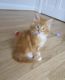 Norwegian Forest Cat Cats for sale in Chicago, IL, USA. price: NA