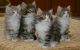 Norwegian Forest Cat Cats for sale in Indianapolis Blvd, Hammond, IN, USA. price: NA