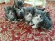 Norwegian Forest Cat Cats for sale in Chicago, IL, USA. price: NA