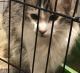 Norwegian Forest Cat Cats for sale in Kewaskum, WI 53040, USA. price: NA
