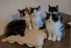 Norwegian Forest Cat Cats for sale in Felder Ave, Montgomery, AL, USA. price: NA
